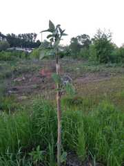 Paulownia tomentosa