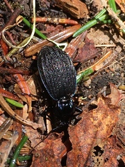 Sphaeroderus bicarinatus