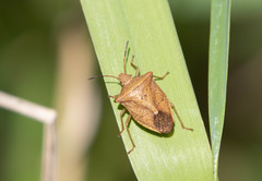 Euschistus ictericus