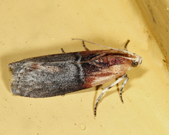 Sciota basilaris