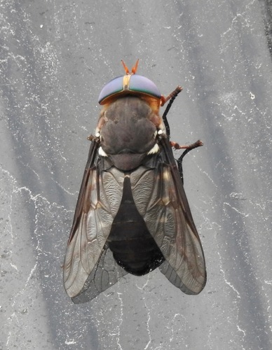 American Horse Fly photo 5