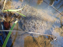 Lithobates sylvaticus