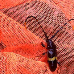 Trachyderes elegans