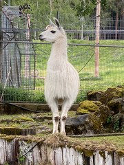 Lama