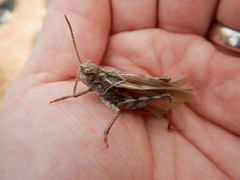 Pardalophora apiculata