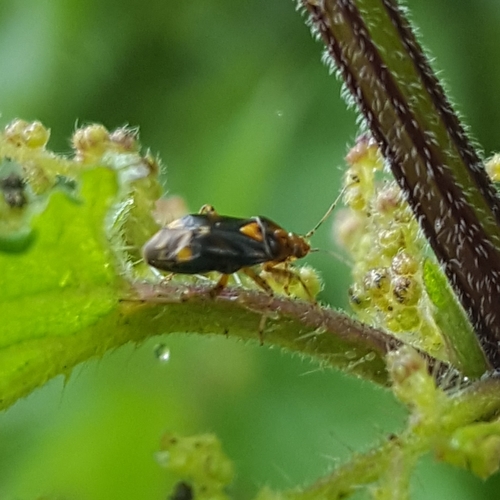 Three Spotted Nettle Bug, 1791 DD Den Burg, Netherlands, photo 7 of 10