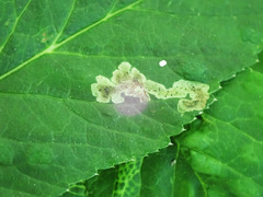 Phytomyza pubicornis