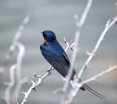 Hirundo rustica