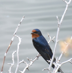 Hirundo rustica