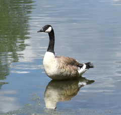 Branta canadensis