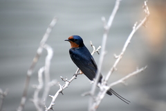 Hirundo rustica