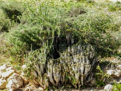 Euphorbia officinarum