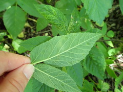 Phytomyza pubicornis