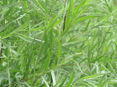 Salix exigua hindsiana