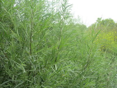 Salix exigua hindsiana