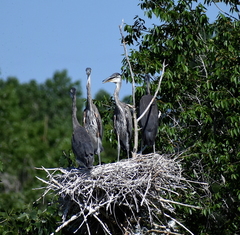 Ardea herodias