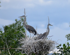 Ardea herodias