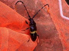 Trachyderes elegans