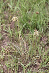 Cordylogyne globosa