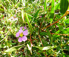Fagonia laevis