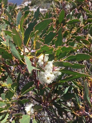 Eucalyptus coccifera