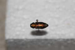 Knowltonia atrifasciata