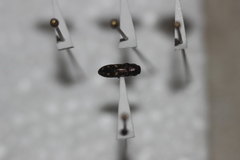 Acmaeoderopsis hulli