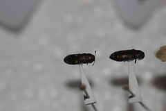 Acmaeoderopsis hulli