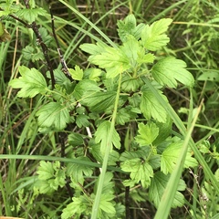Ribes hirtellum