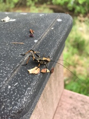 Paratlanticus ussuriensis