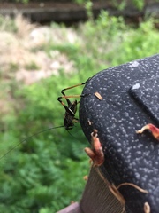 Paratlanticus ussuriensis