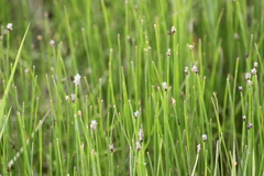 Eleocharis dregeana