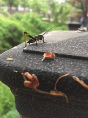 Paratlanticus ussuriensis