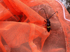 Trachyderes elegans