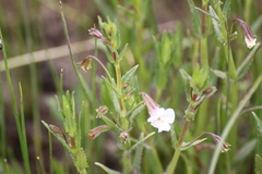 Mimulus gracilis