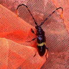 Trachyderes elegans