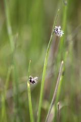 Schoenoplectus decipiens