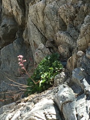 Rhodoheuchera