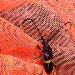 Trachyderes elegans