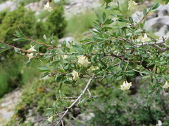 Lonicera pyrenaica