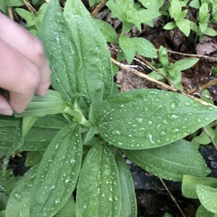 Saponaria officinalis