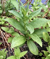 Saponaria officinalis