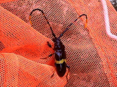 Trachyderes elegans