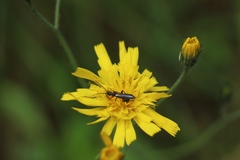 Oedemera pthysica