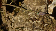 Saperda octopunctata