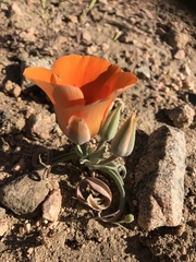 Calochortus kennedyi