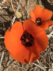 Calochortus kennedyi