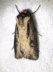 Agrotis volubilis