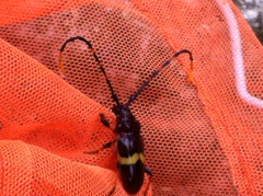 Trachyderes elegans