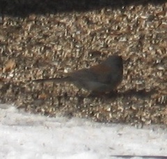 Junco hyemalis caniceps